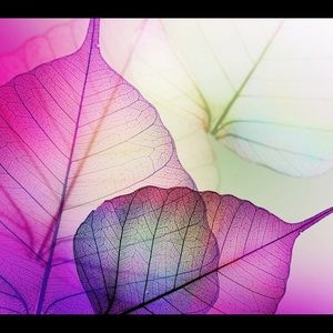 Meet your Posher, Lana